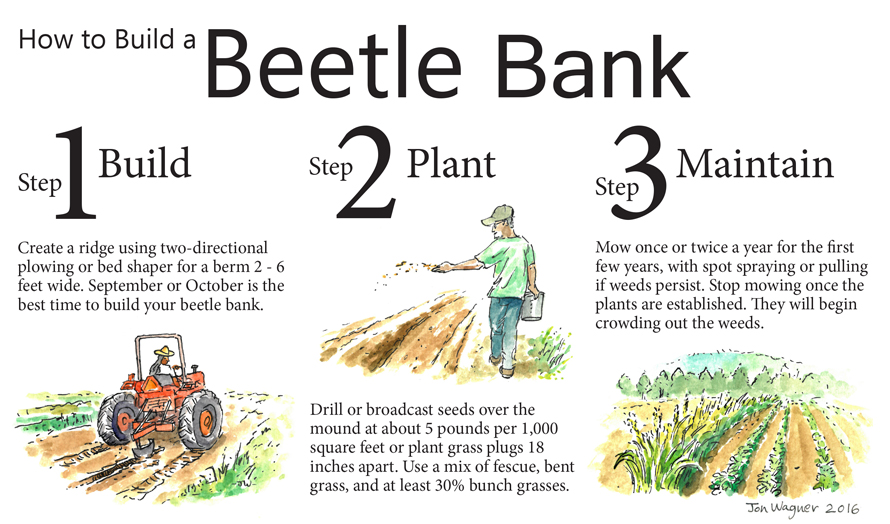 Habitat Highlight: Beetle Banks ⋆ Bee Better Certified®