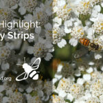 HH-insectary-strip-cover