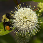 14858852166_o_Bumble bee on buttonbush (Cephalanthus occidentalis)_Debbie Roos, NCCE, flickr-RA