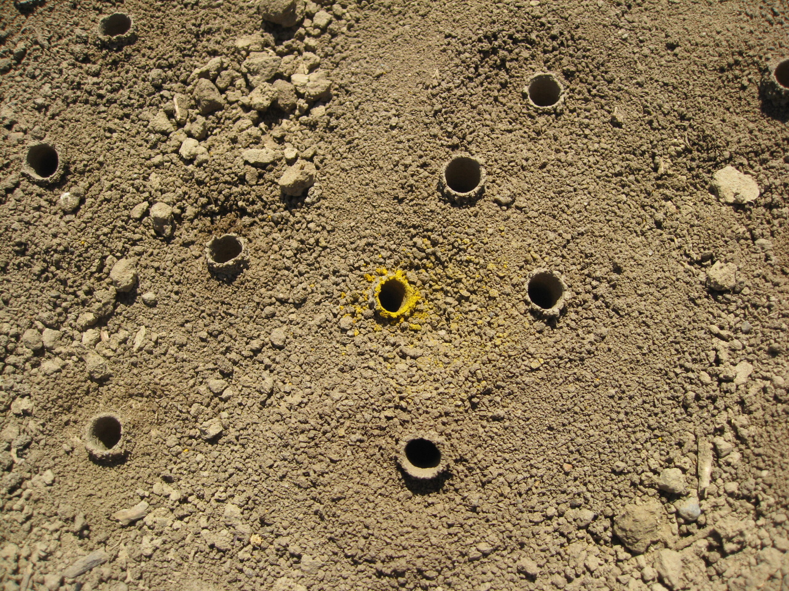 Honey Bee Nest In Ground