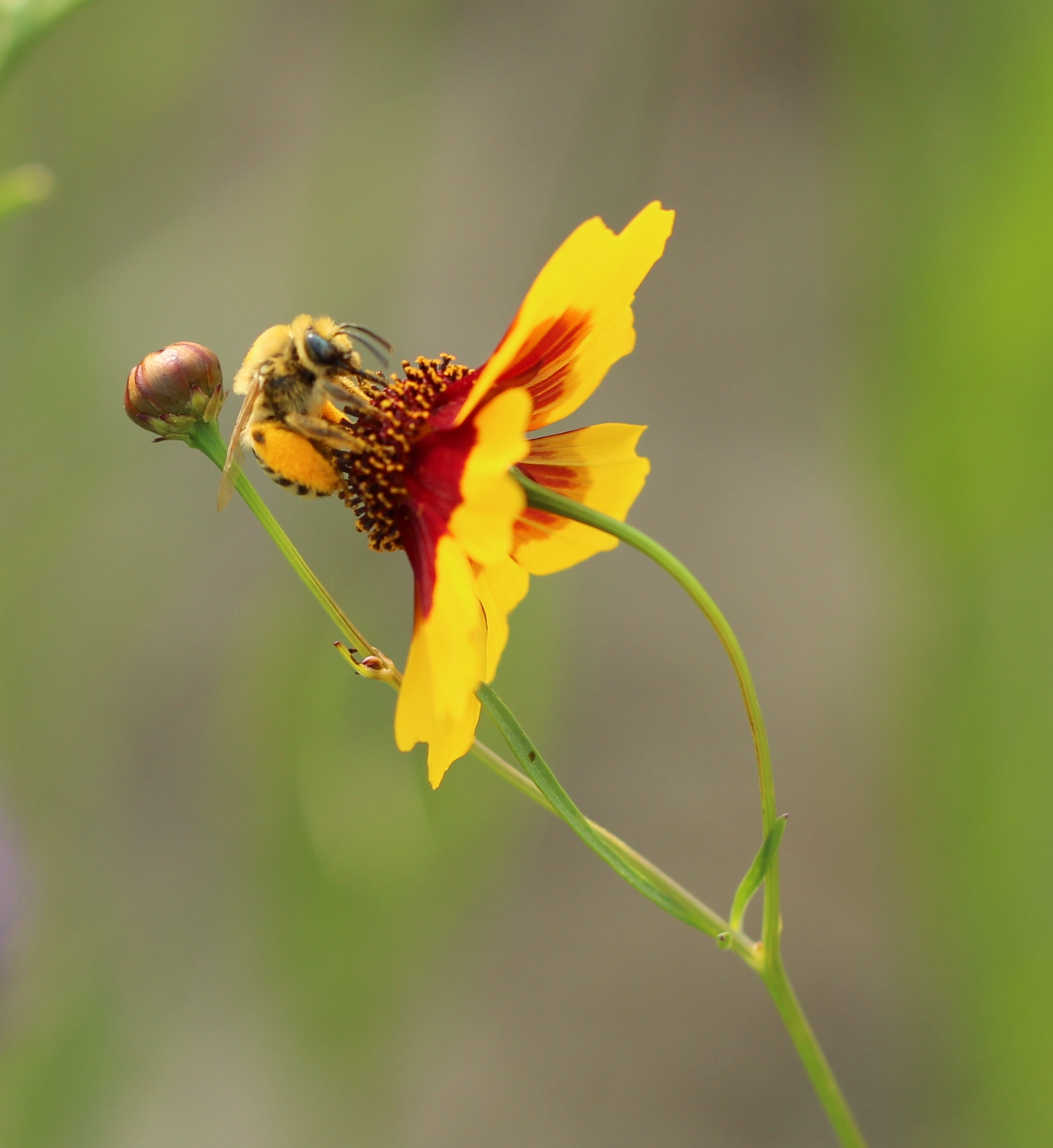 Wild bee visiting Vilicus Farms pollinator habitat_by Jennifer Hopwood, Xerces Society