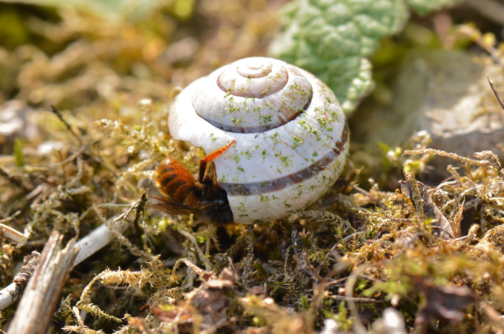 bee nest