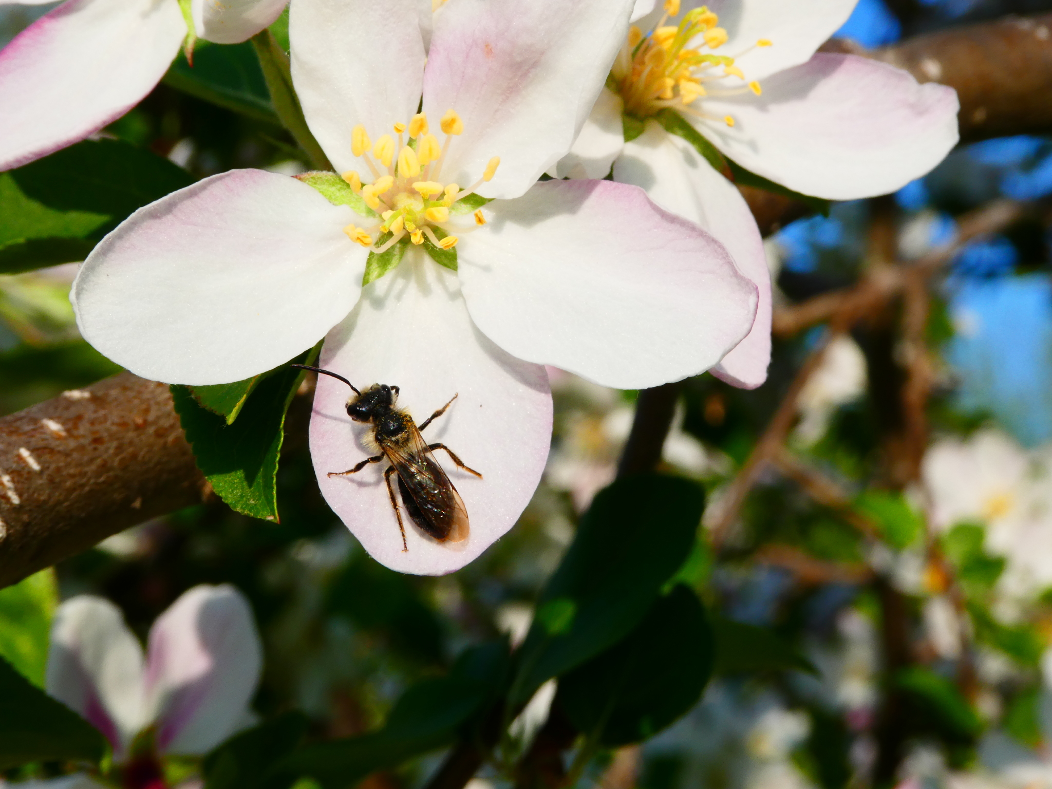 Del's Orchard MN NYCT Andrena mining bee apple bloom Sarah Foltz Jordan OA (116)