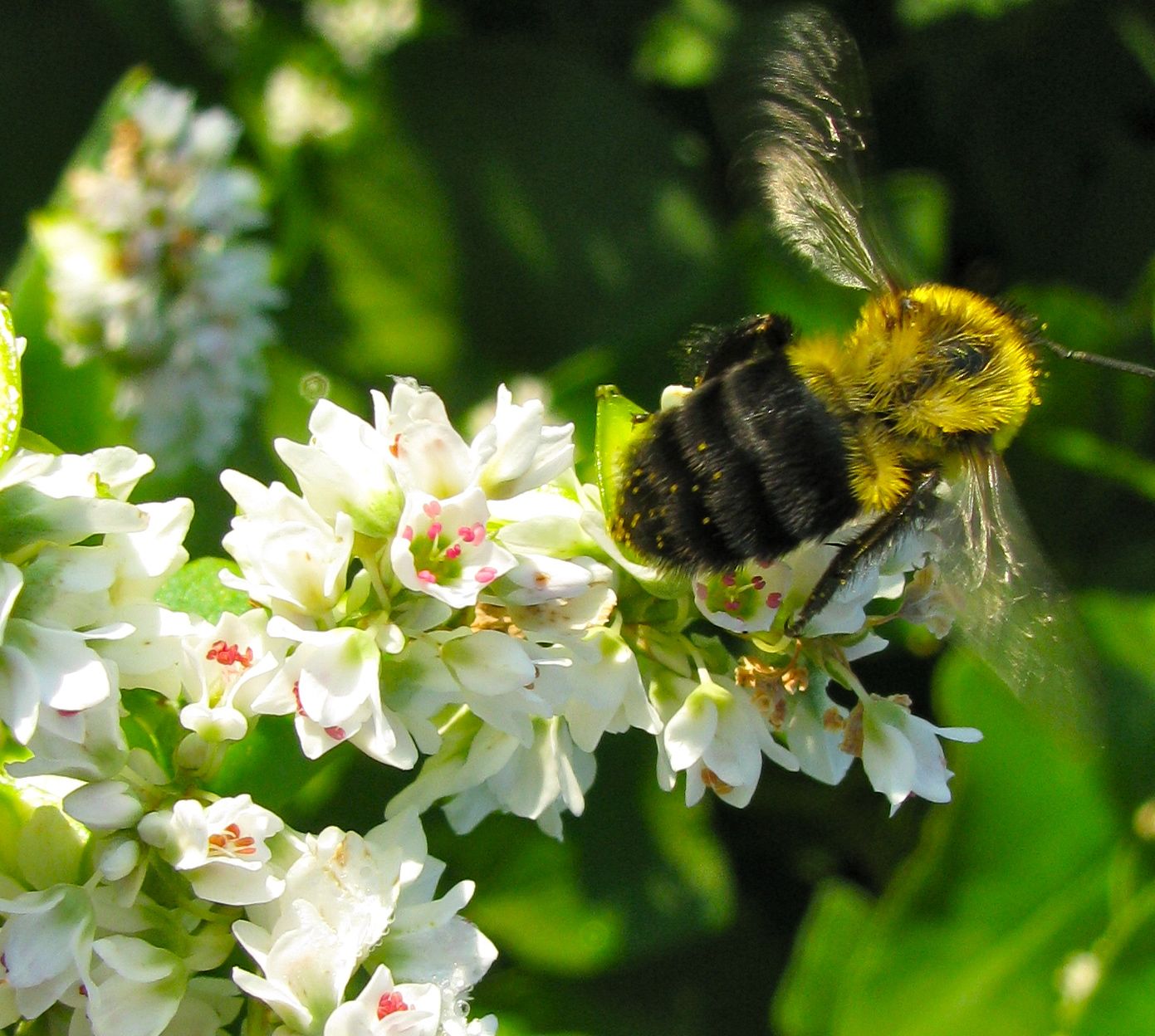 IMG_0620 copy bumble bee on buckwheat NancyLeeAdamson XSA