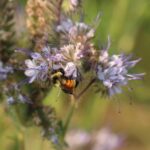 Bumble bee in Vilicus Farms pollinator field borders_by Jennifer Hopwood, Xerces Society