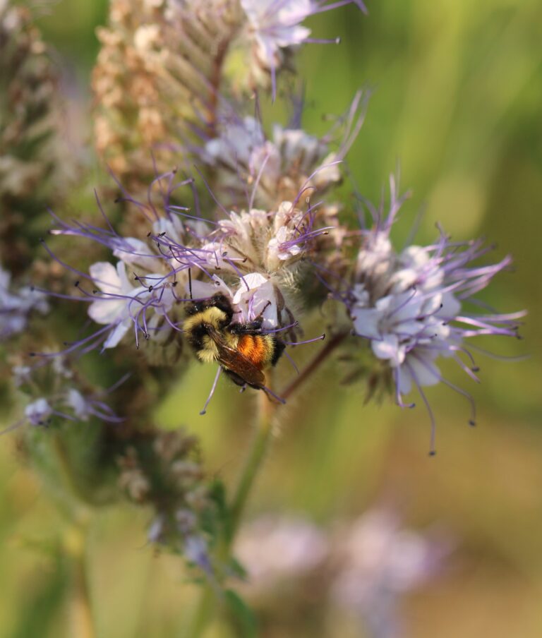 Bumble bee in Vilicus Farms pollinator field borders_by Jennifer Hopwood, Xerces Society