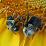 IMG_2927 copy bumble bees on sunflower NancyLeeAdamson XSA