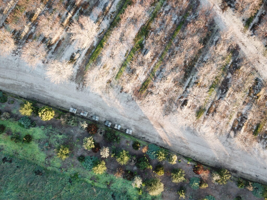 Aerial view of pollinator hedgerow next to almond orchards