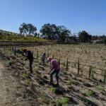 Ancient oak vineyards_hedgerow_habitat planting_CA_6065_Bee Better Certified_Jessa Kay Cruz_XS 3