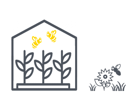 Illustrated graphic showing managed bumble bees enclosed in a green house for crop pollination with a wild foraging bee outside of the green house.