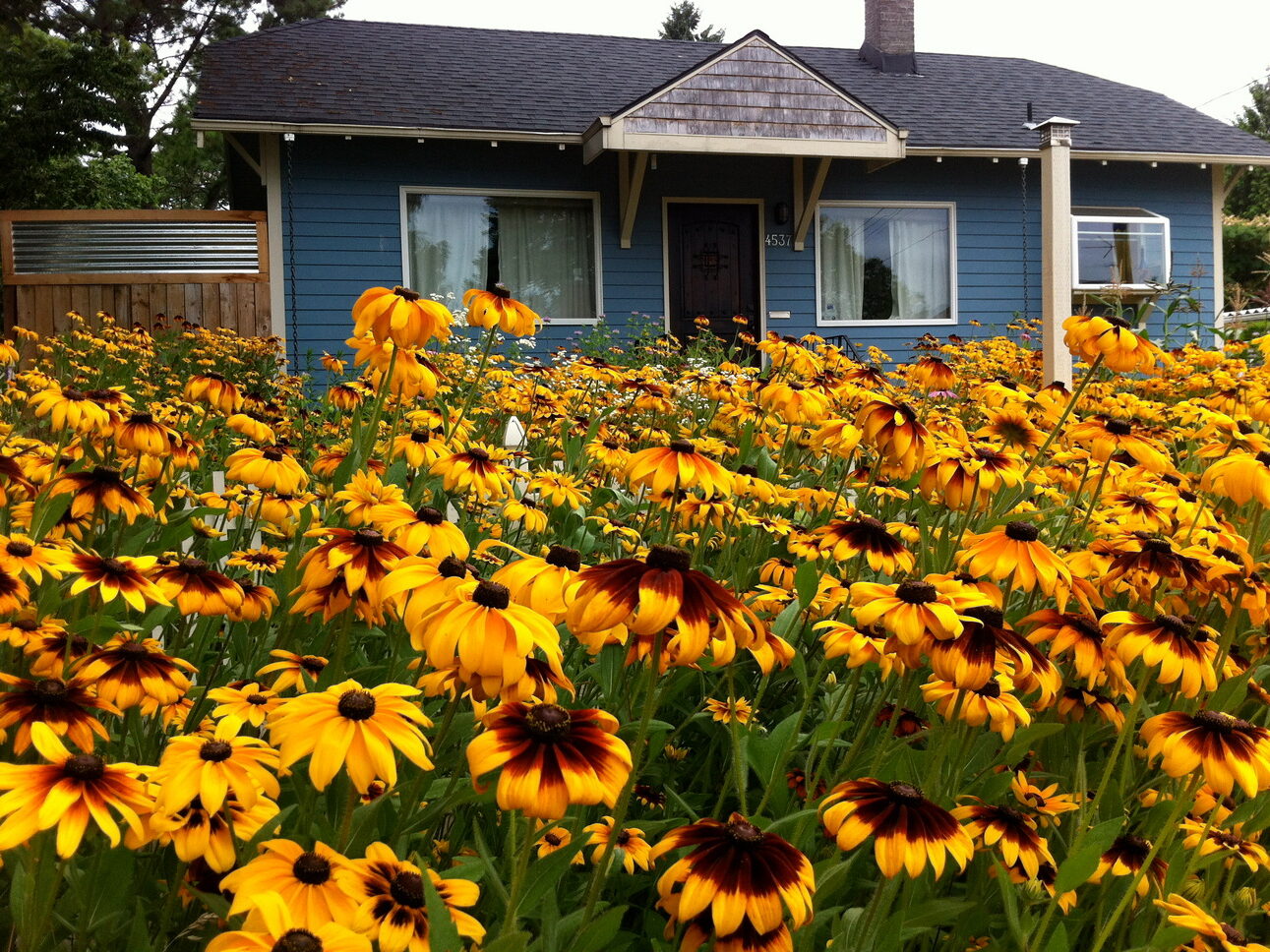 A front yard full of blooming flowers