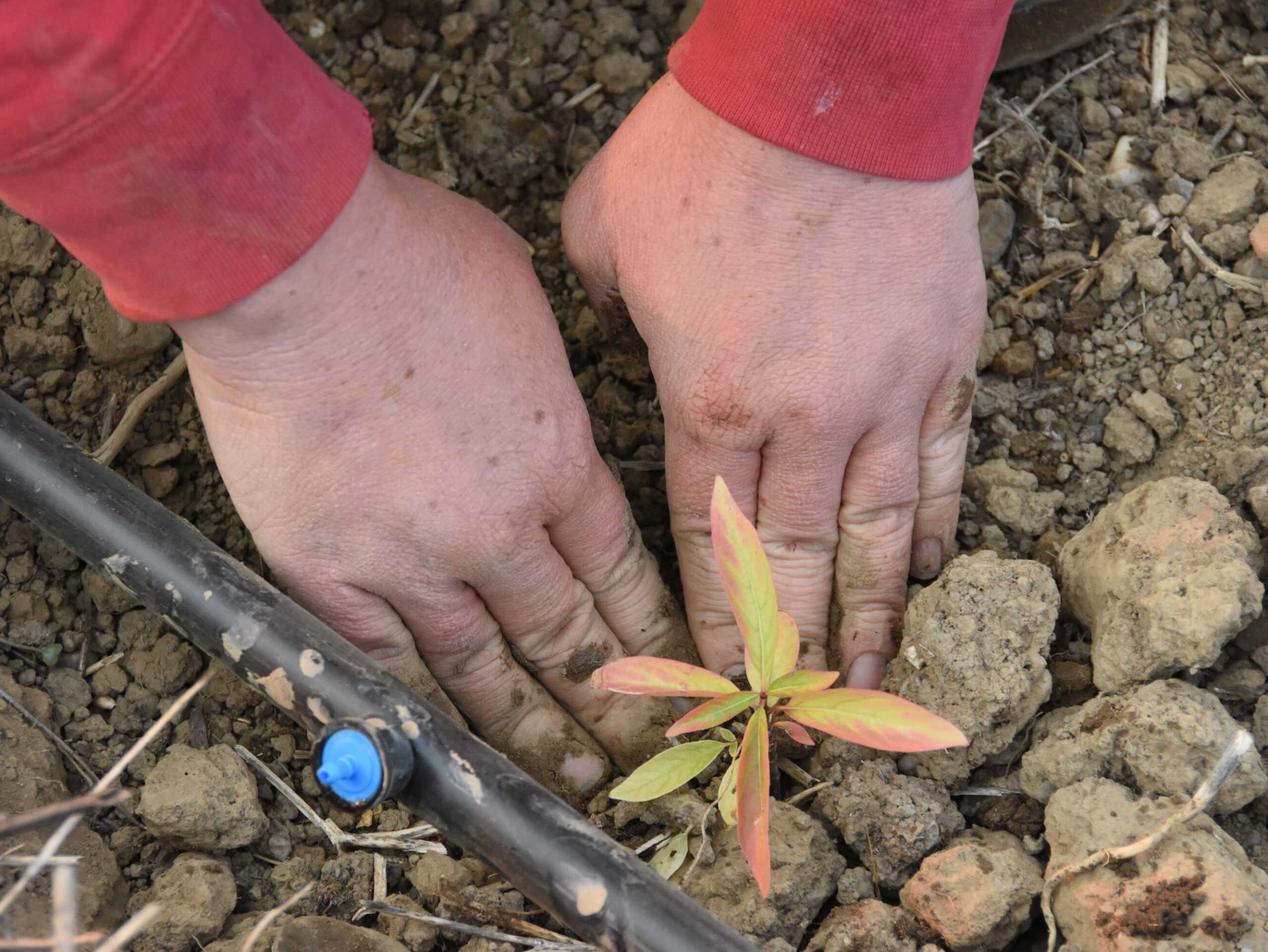 A person's hands planting a seedling into rocky soil.