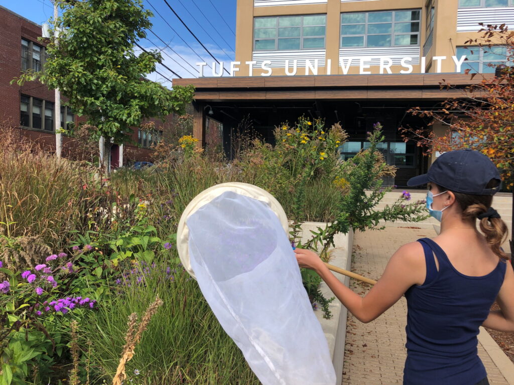 A university student surveying pollinator habitat on campus