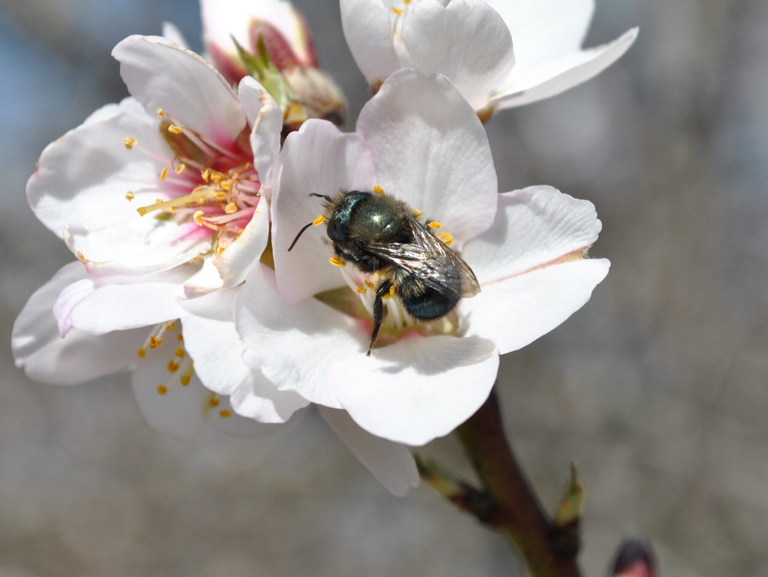 Close up image of a Blue Orchard Bee
(Osmia spp.) on a flower.