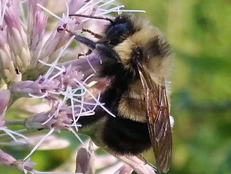 Close up image of a Rusty Patched Bumble Bee (Bombus Affinis) on a flower.