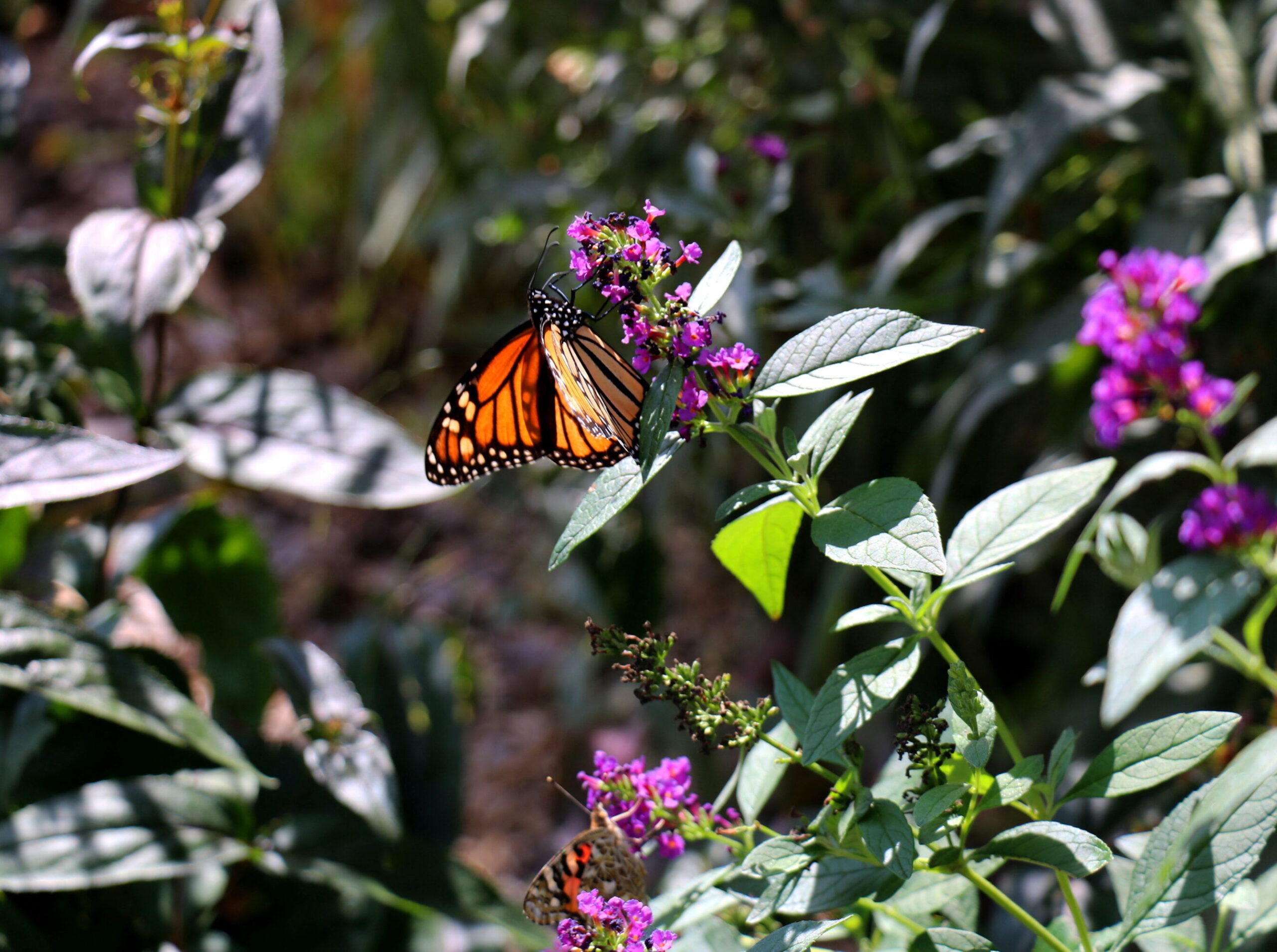 A butterfly visiting a flower