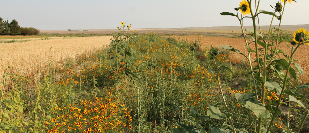 A large crop field with a flowering field border full of annual and perennial wildflowers.