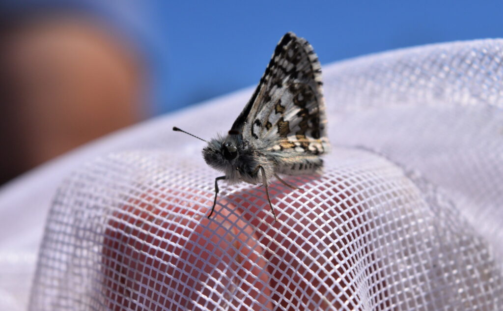 Up close image of a butterfly sitting atop mist net mesh