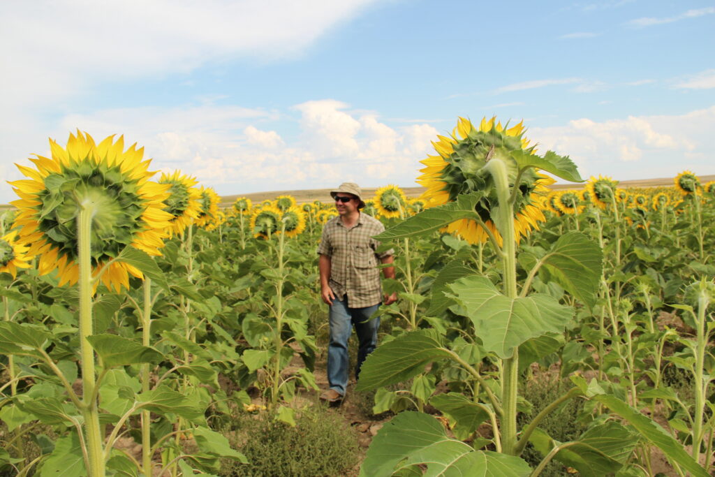 A farmer standing in a field full of sunflower cover crops.  The sunflowers are taller than the farmer