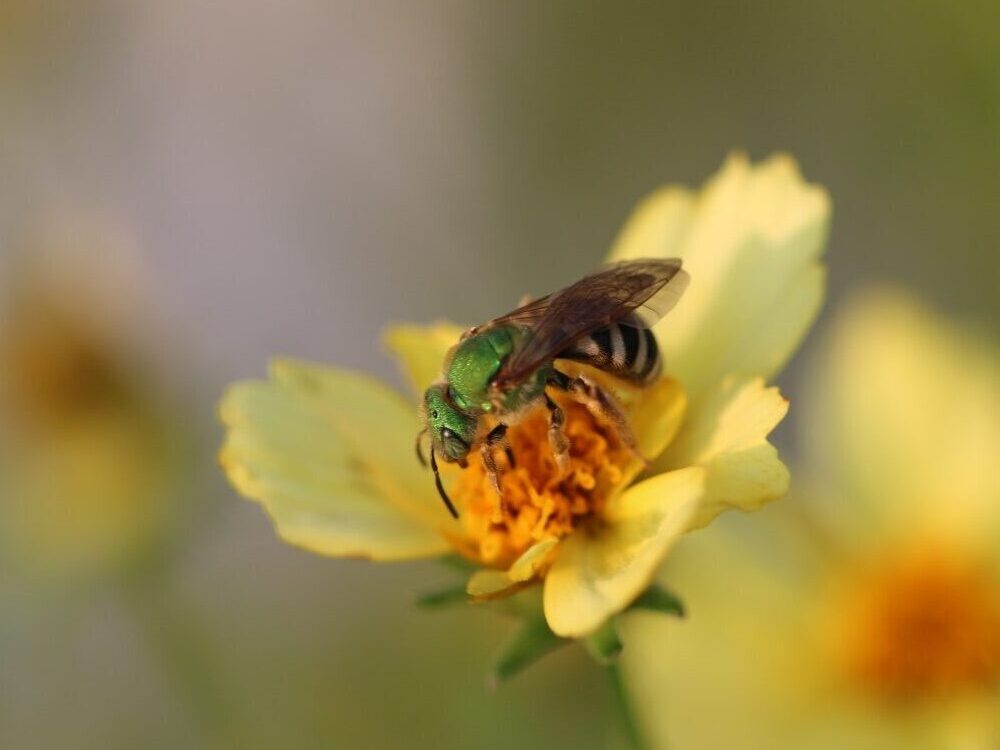 Close up of a Green Metallic Sweat Bee
(Agapostemon spp.) on a flower.