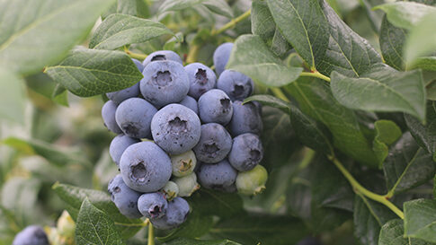 A cluster of ripe blueberries on a blueberry bush