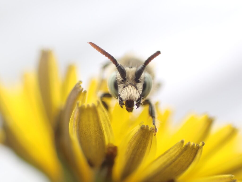 Close up of a Leafcutter Bee
(Megachile spp.) on a yellow flower.