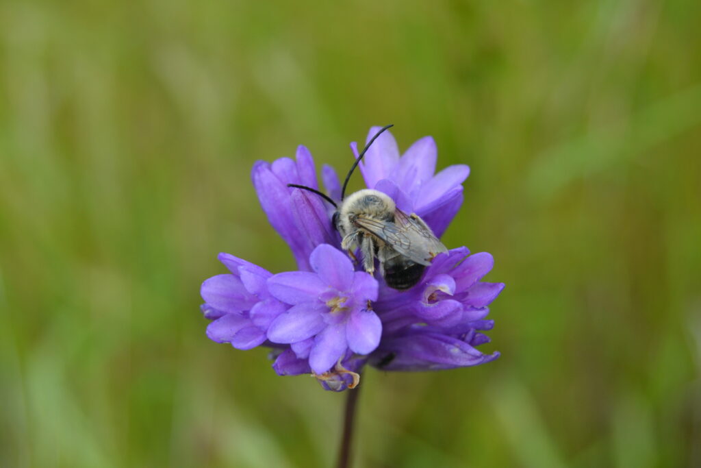 Close up of a Long-horned Bee 
(Melissodes spp.) on a purple flower.