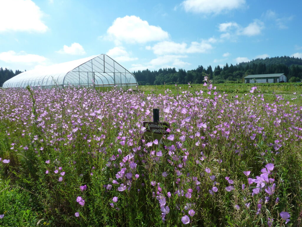 Pollinator habitat in bloom in front of a large greenhouse