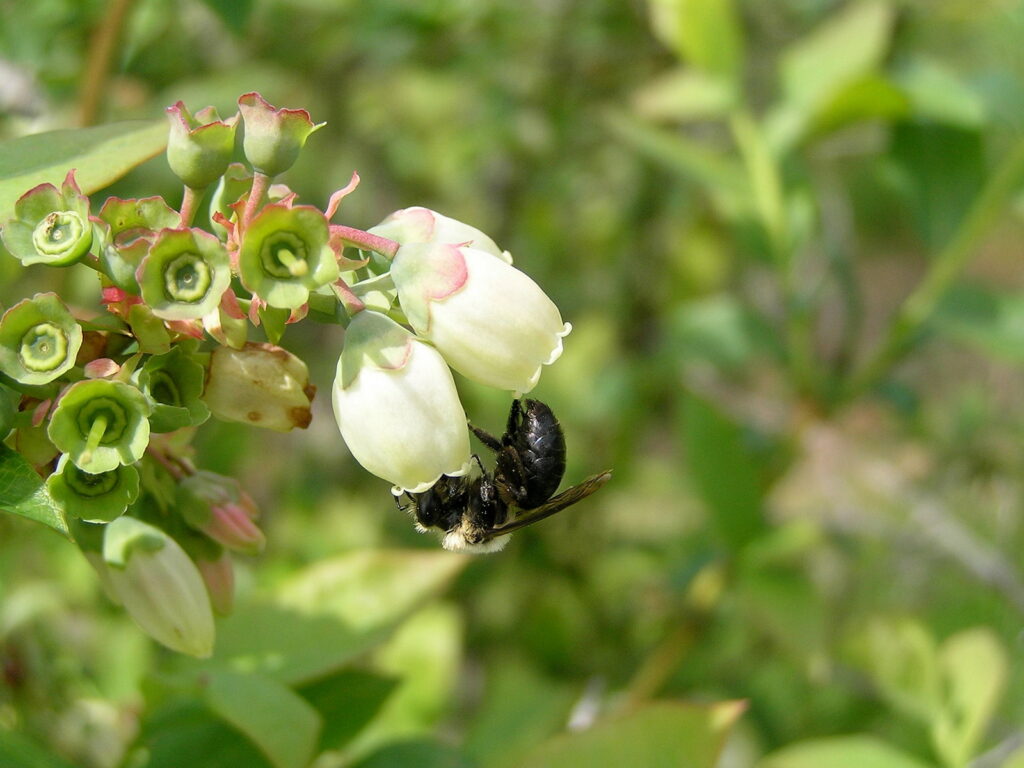 Close up of a Mining Bee (Andrena spp.) on a blueberry flower.