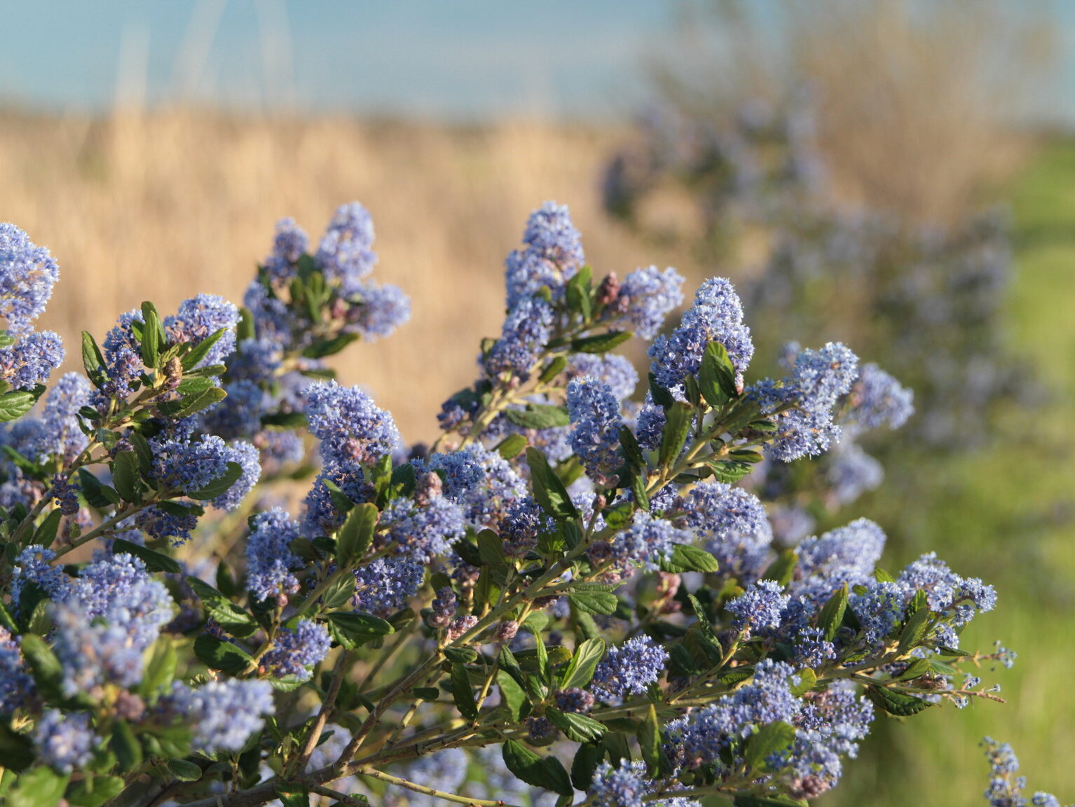 Pollinator habitat with blue blooms in the foreground with a blurry wheat field visible in the background.