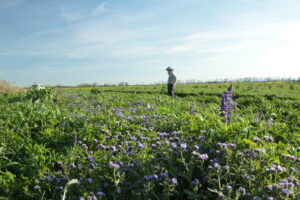 A farmer standing in a field with pollinator habitat visible in the foreground