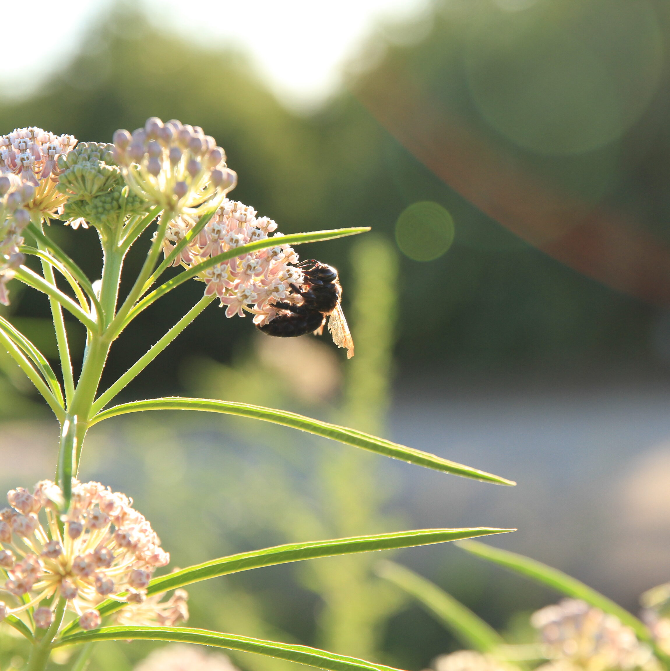 Photo of a carpenter bee visiting milkweed