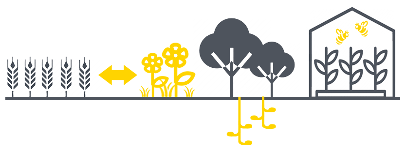 Graphic displaying from left to right a crop area with a two way arrow to habitat, trees with nesting sites below ground, and a greenhouse with bees enclosed.