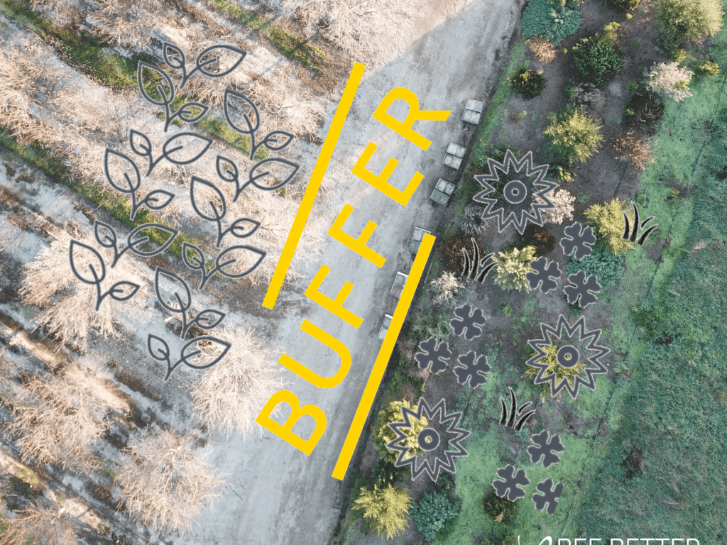 Graphic illustrating the spatial buffer between the end of almond rows and adjacent habitat.  The buffer is a farm road.