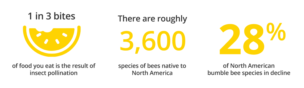 Graphic with a watermelon icon and numeric figures that states:  1 in 3 bites of food you eat is the result of insect pollination.  There are roughly 3,600 species of bees native to North America.  28% of North American bumble bee species in decline."