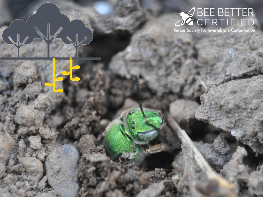 Graphic with an image of a green metallic sweat bee emerging from a ground nest, with an illustration of ground nest cells in the upper corner of the image